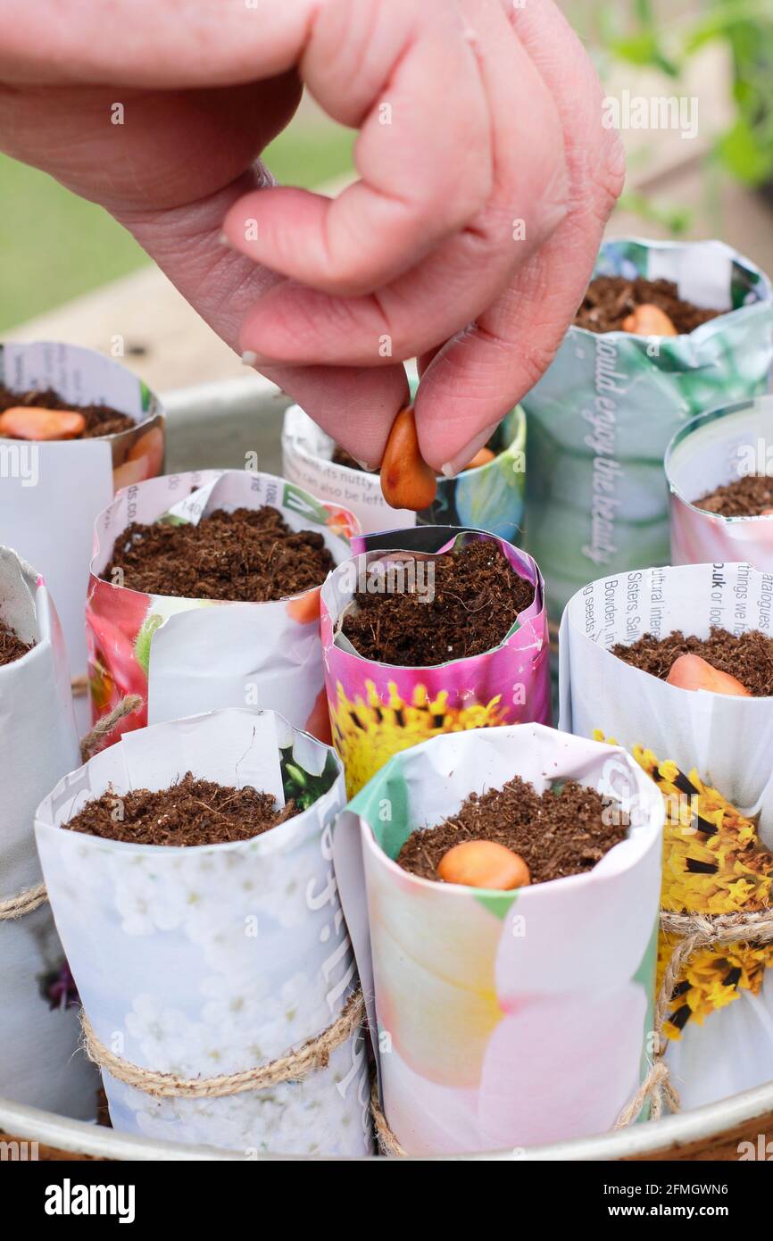 Semis dans des pots en papier. Semer de larges haricots dans des pots de papier profonds à l'intérieur pour faciliter la germination. Vicia faba 'Bunyard's Exhibition'. ROYAUME-UNI Banque D'Images