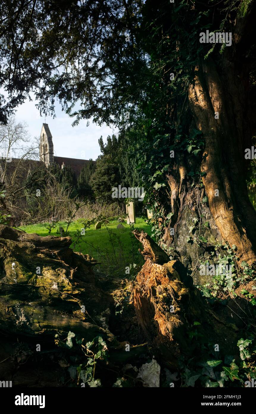 Ivy croissance sur un arbre dans le cimetière de St Gregory le Grand Canterbury Kent Angleterre Banque D'Images