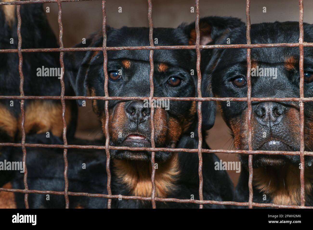 Adorables chiots de Rottweiler dans la cage regardant la caméra lancer le maillage de fil. Banque D'Images