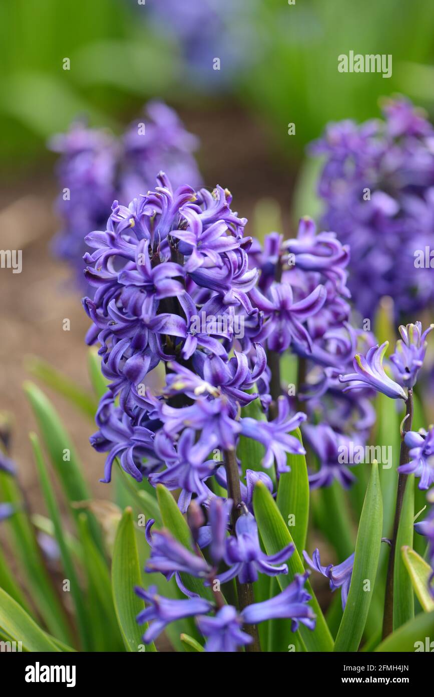 Hyacinthus blue pearl Banque de photographies et d'images à haute  résolution - Alamy