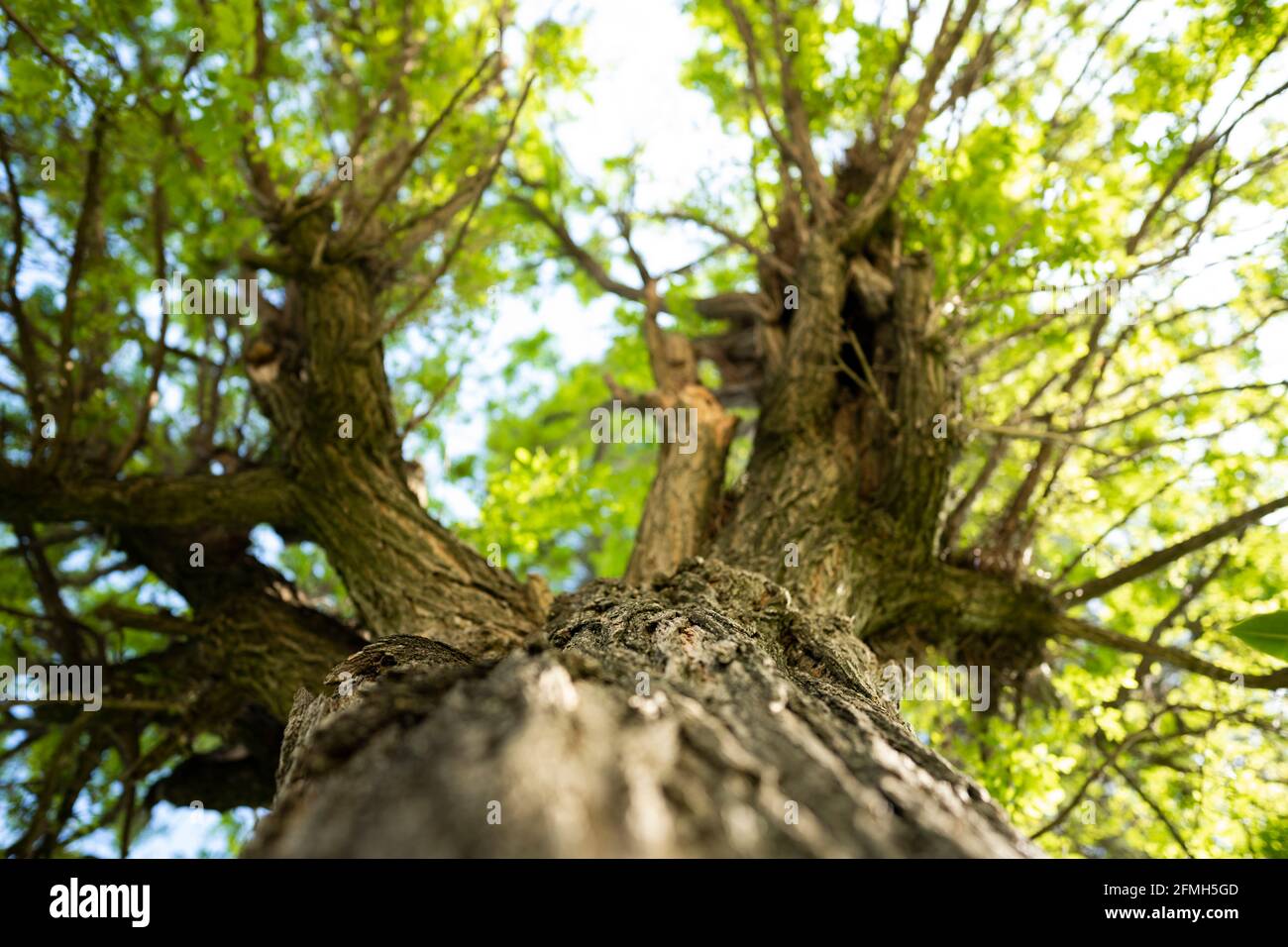 (Mise au point sélective) vue époustouflante d'un arbre en acacia avec le tronc défoqué au premier plan. Banque D'Images