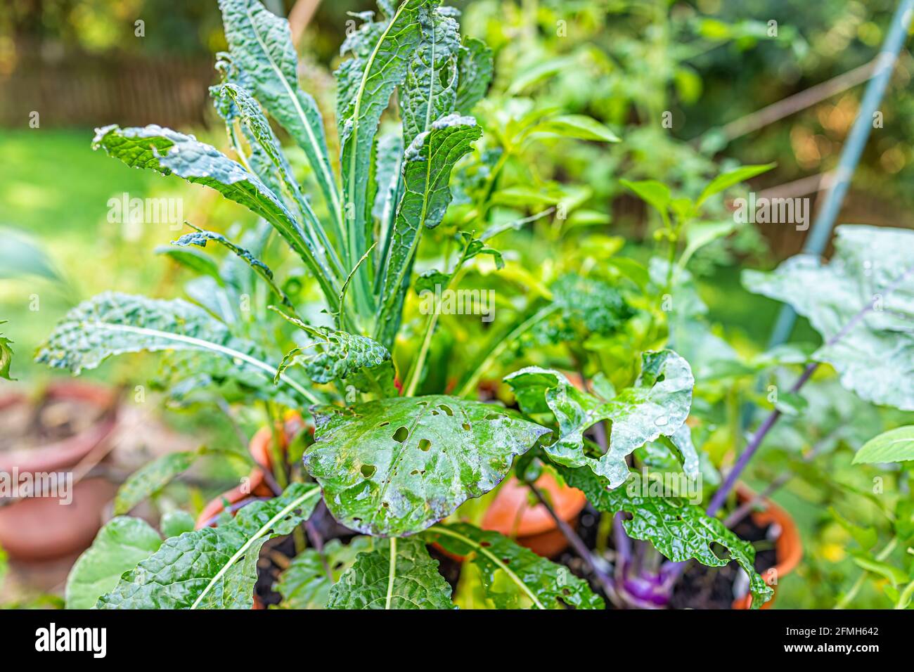 Gros plan des usines de lacinato kale et de kohlrabi qui poussent avec caterpillar insectes dégâts les feuilles mangées par les insectes ravageurs dans le jardin de la tour récipient en pot en somme Banque D'Images
