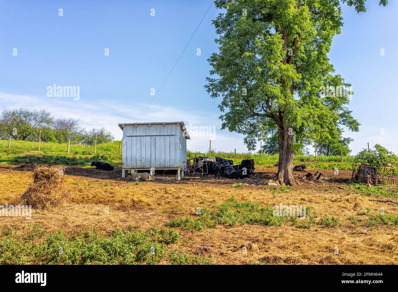 Beaucoup de vaches se reposant sur le ranch d'herbe près du hangar Et arbre à l'ombre dans la campagne de Virginie en automne saison avec ciel bleu et rural idyllique Banque D'Images