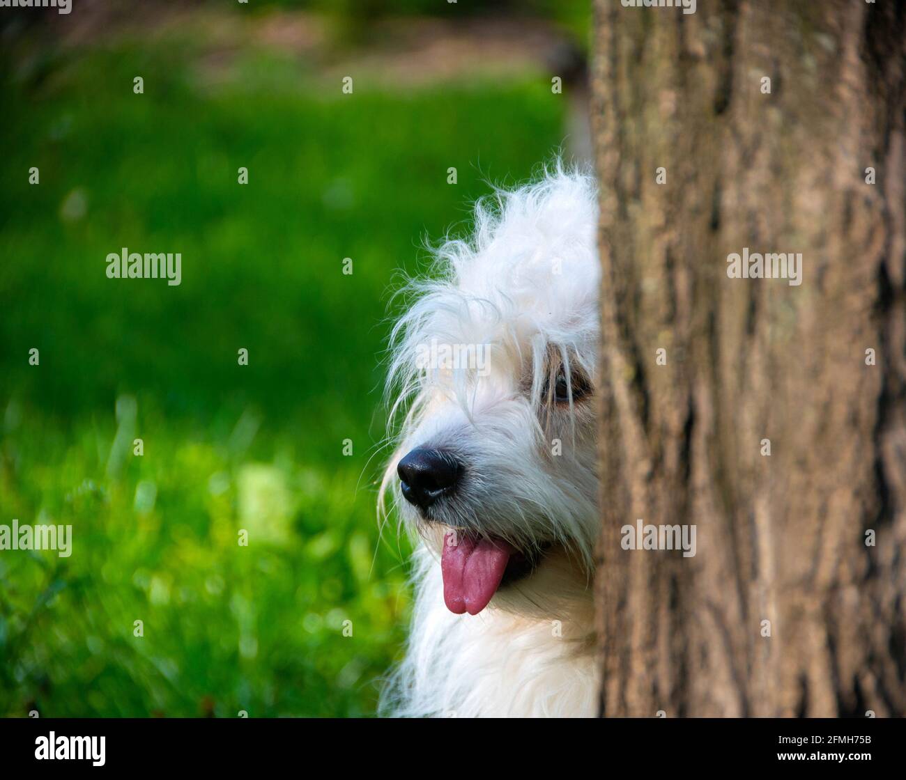 Petit chien blanc ludique, Coton de Tuléar - image Banque D'Images