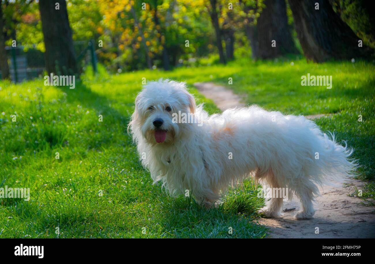 Petit chien blanc ludique, Coton de Tuléar - image Banque D'Images