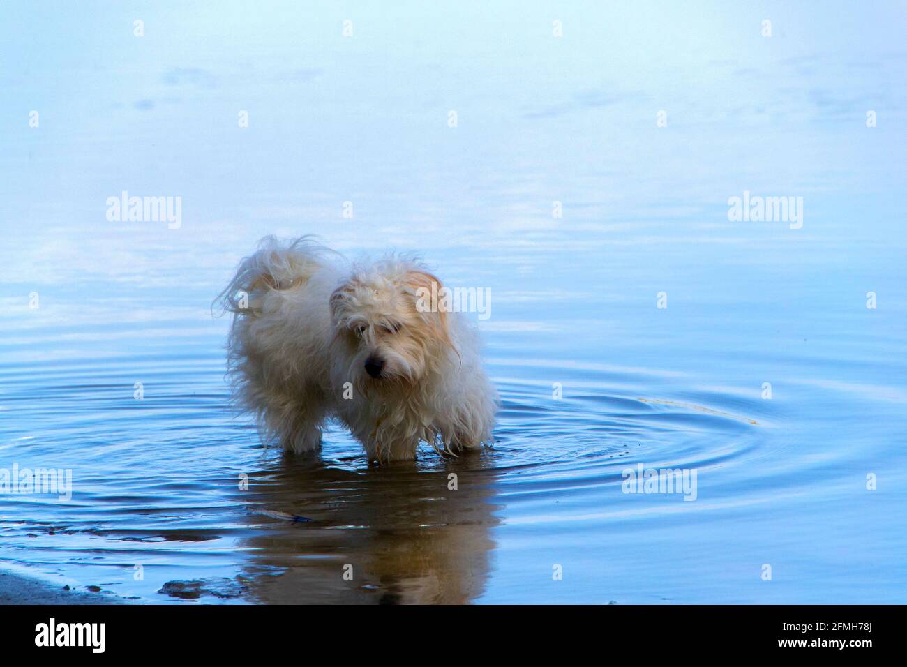 Petit chien blanc ludique, Coton de Tuléar - image Banque D'Images