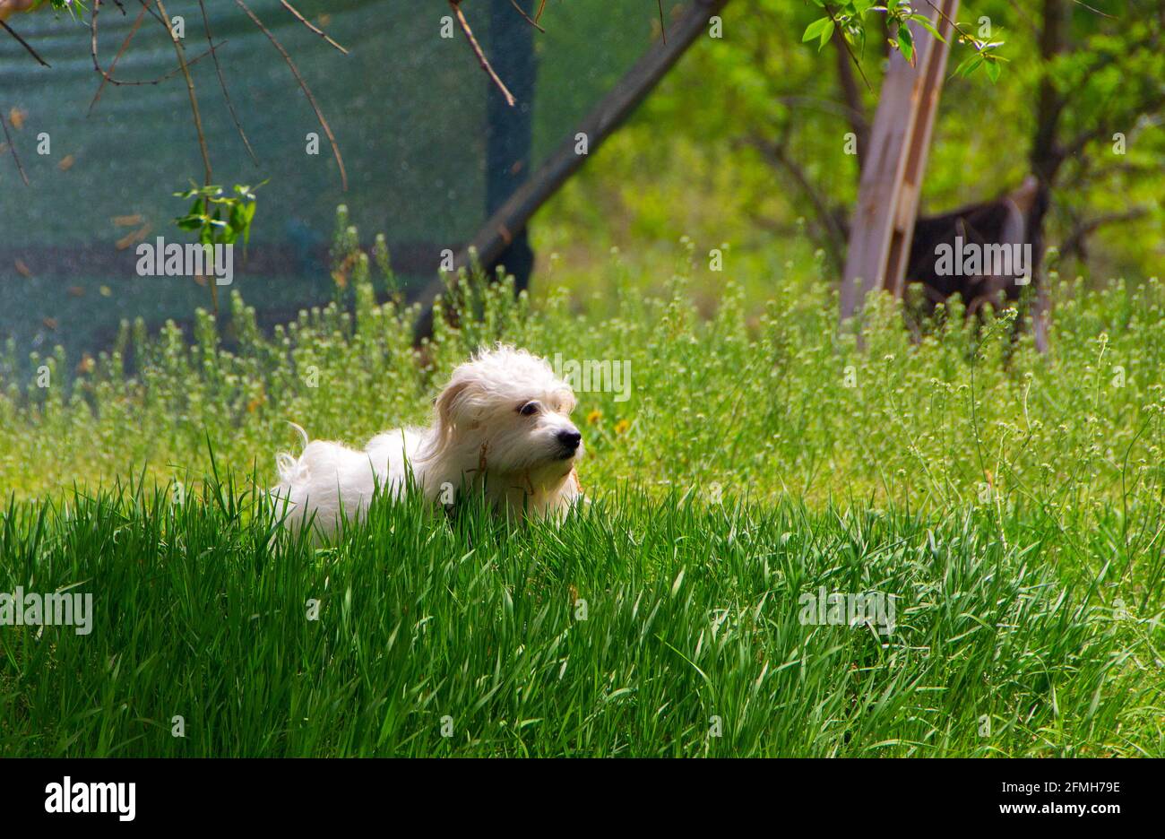 Petit chien blanc ludique, Coton de Tuléar - image Banque D'Images