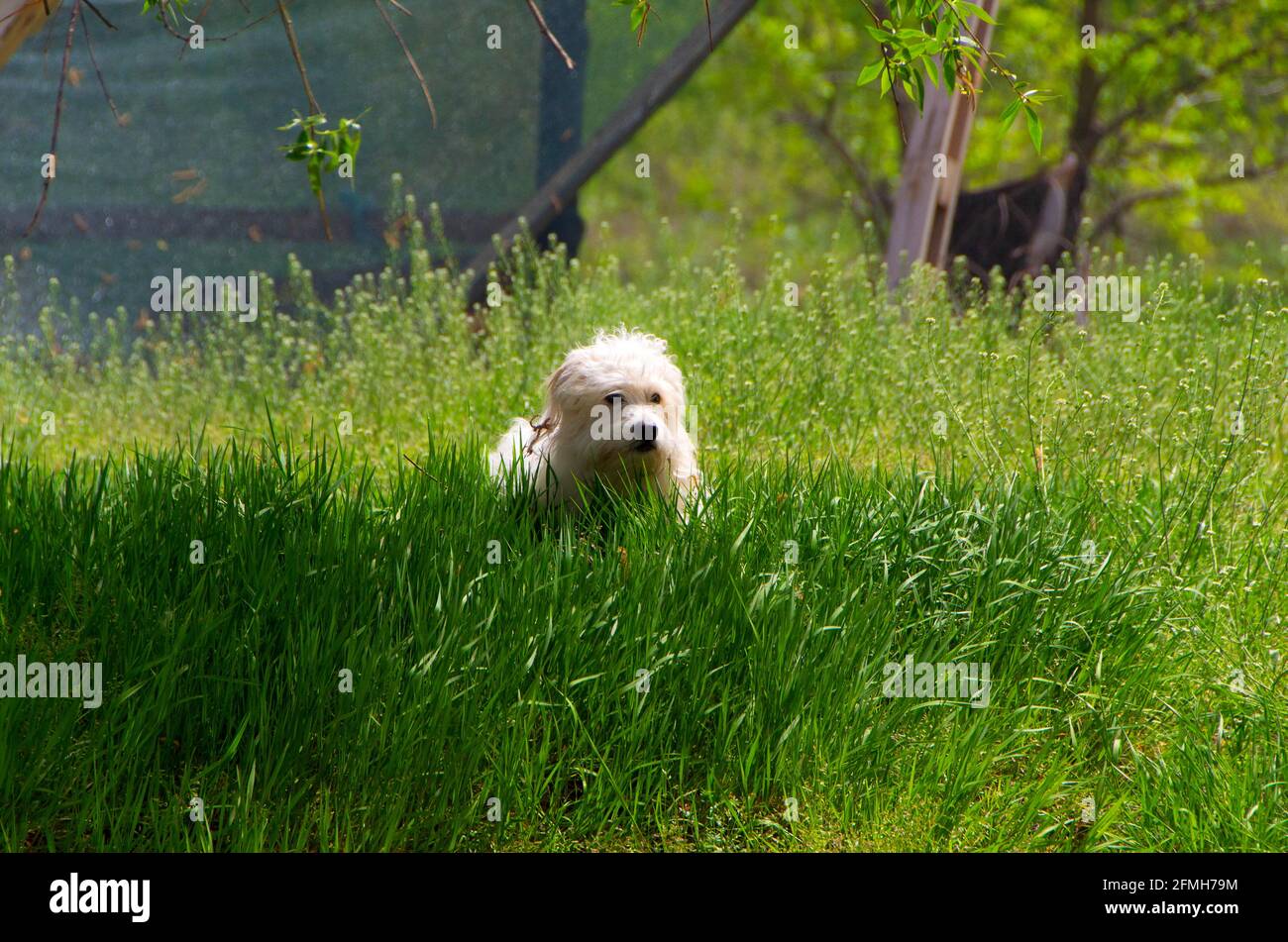 Petit chien blanc ludique, Coton de Tuléar - image Banque D'Images