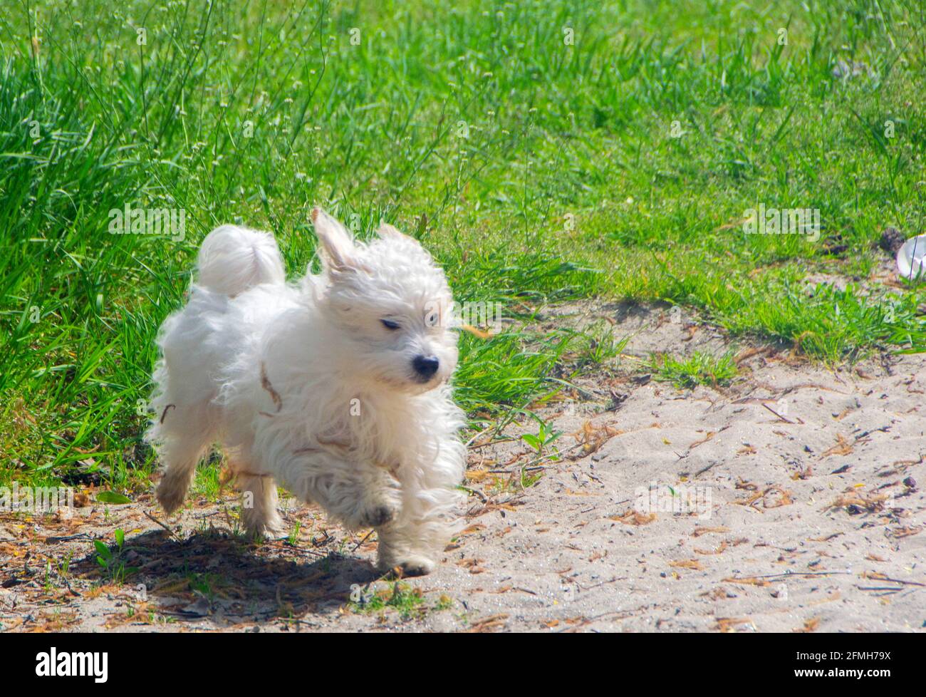 Petit chien blanc ludique, Coton de Tuléar - image Banque D'Images