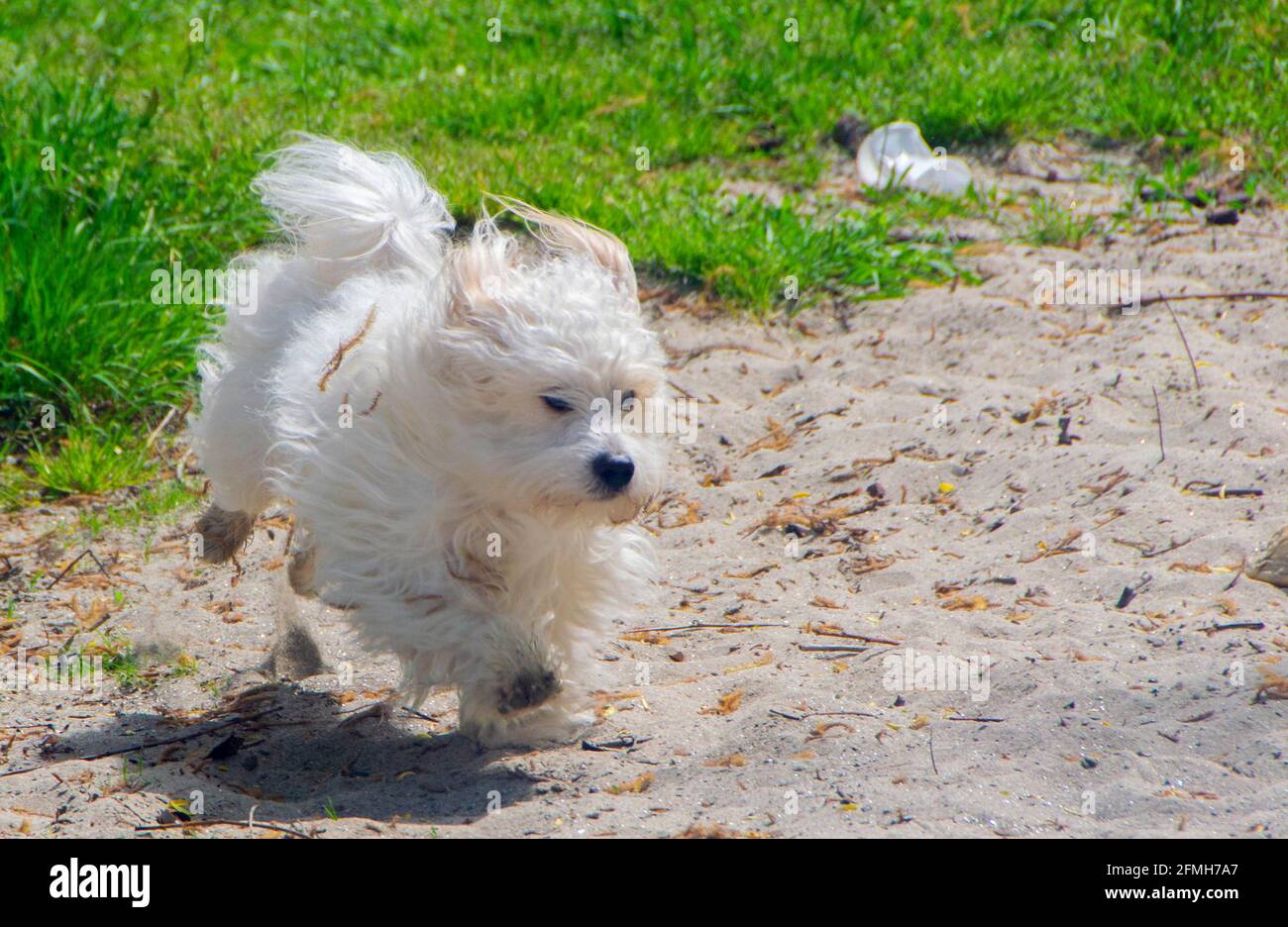 Petit chien blanc ludique, Coton de Tuléar - image Banque D'Images