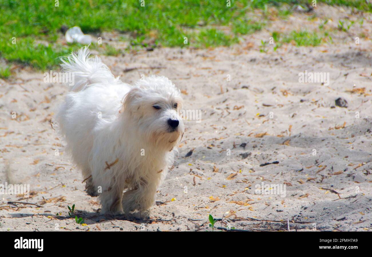 Petit chien blanc ludique, Coton de Tuléar - image Banque D'Images