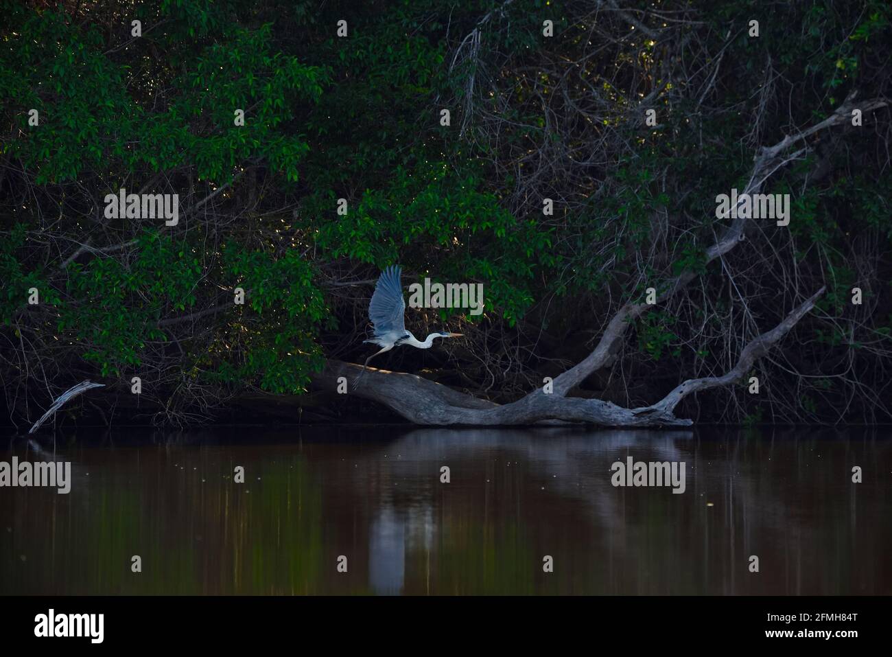Garça-moura sobre o Rio Claro -MT Banque D'Images