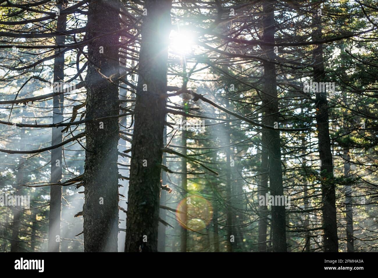 Seneca Rocks Spruce Knob avec forêt de pins Huckleberry Trail en automne avec les rayons du soleil derrière les arbres conifères dans le brouillard Brume en Virginie occidentale Banque D'Images