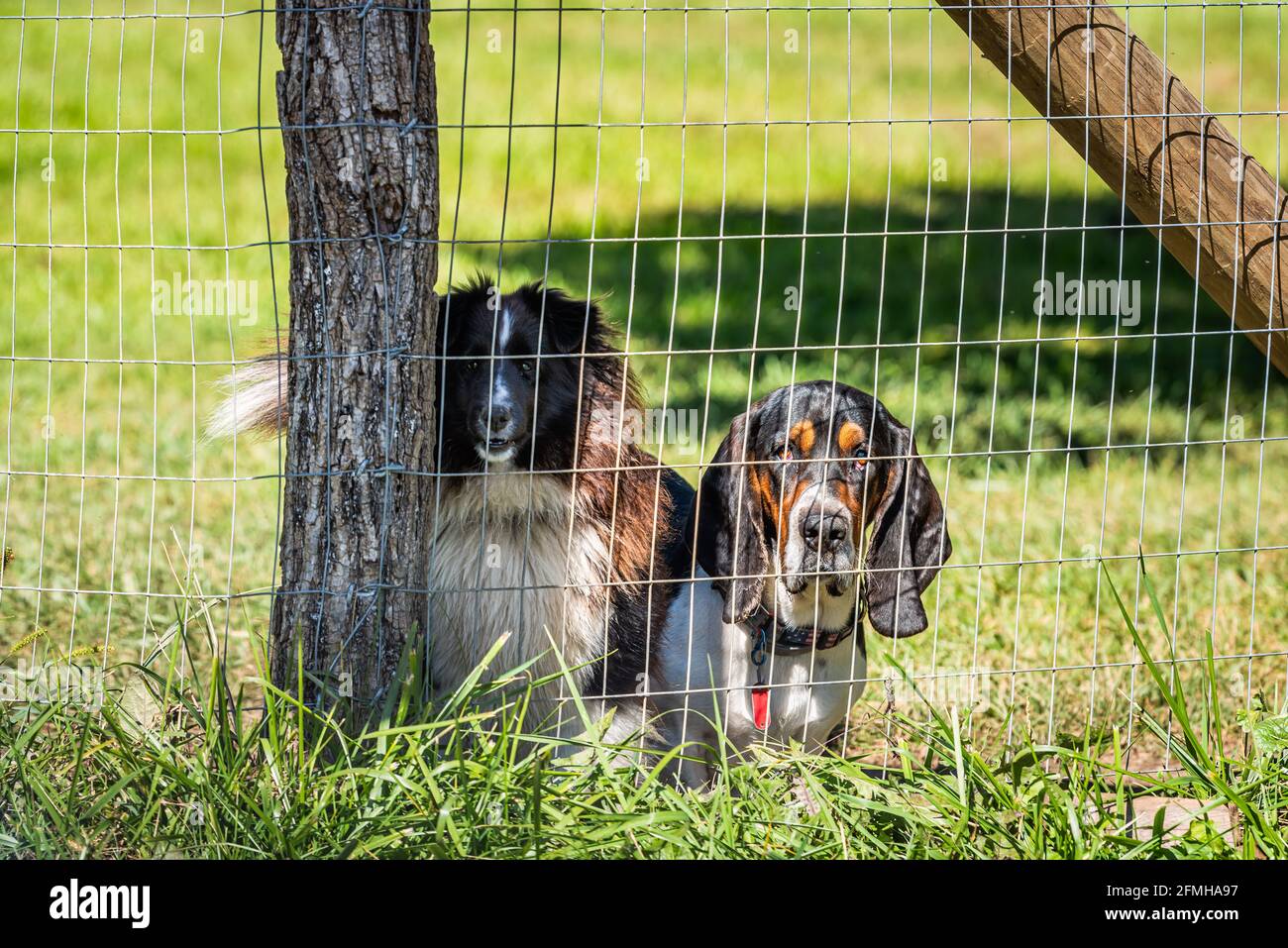 Deux chiens de chien de ferme de campagne agressifs et en colère, collie et basset, derrière une clôture barbelée dans une ferme rurale, aboyant Banque D'Images