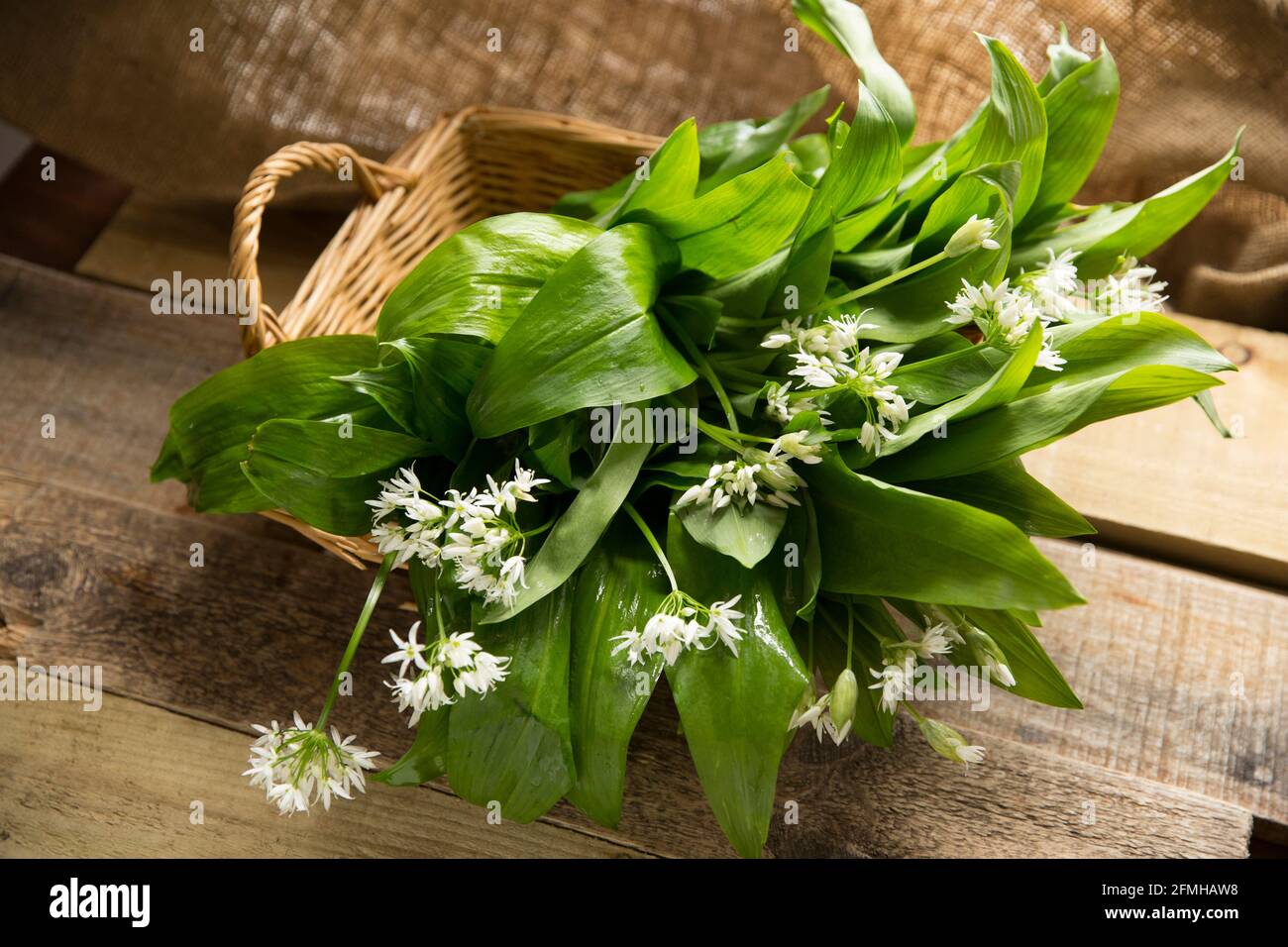 Ail sauvage à fleurs, Allium ursinum, également connu sous le nom de ramsons, qui a été foré pour faire du pesto à l'ail sauvage. Il convient de faire preuve d'une grande prudence Banque D'Images