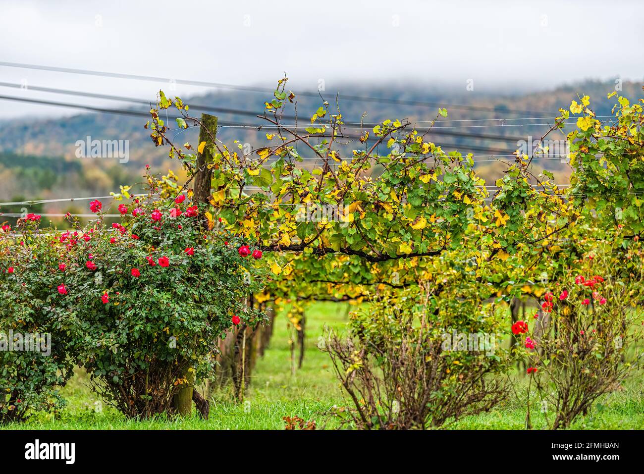 Automne collines de vignoble et arbustes de fleurs roses dans le comté d'Albemarle De la Virginie dans la région du Piémont avec le vignoble de monticello terrain et montagnes Banque D'Images