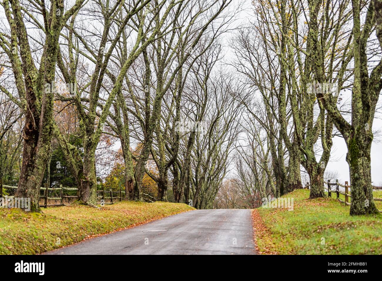 Campagne route rurale étroite menant à Ash Lawn-Highland, siège du président James Monroe dans le comté d'Albemarle, en Virginie, au printemps ou à l'automne Banque D'Images