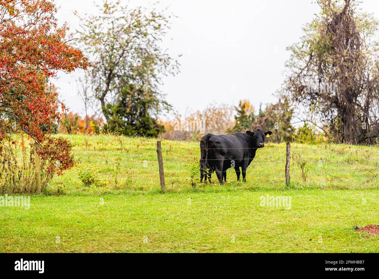 Une vache noire nourrie d'herbe qui se promette sur un terrain d'herbe de pâturage dans le comté d'Albemarle, en Virginie, ferme rurale en automne coloré avec étiquette d'oreille Banque D'Images