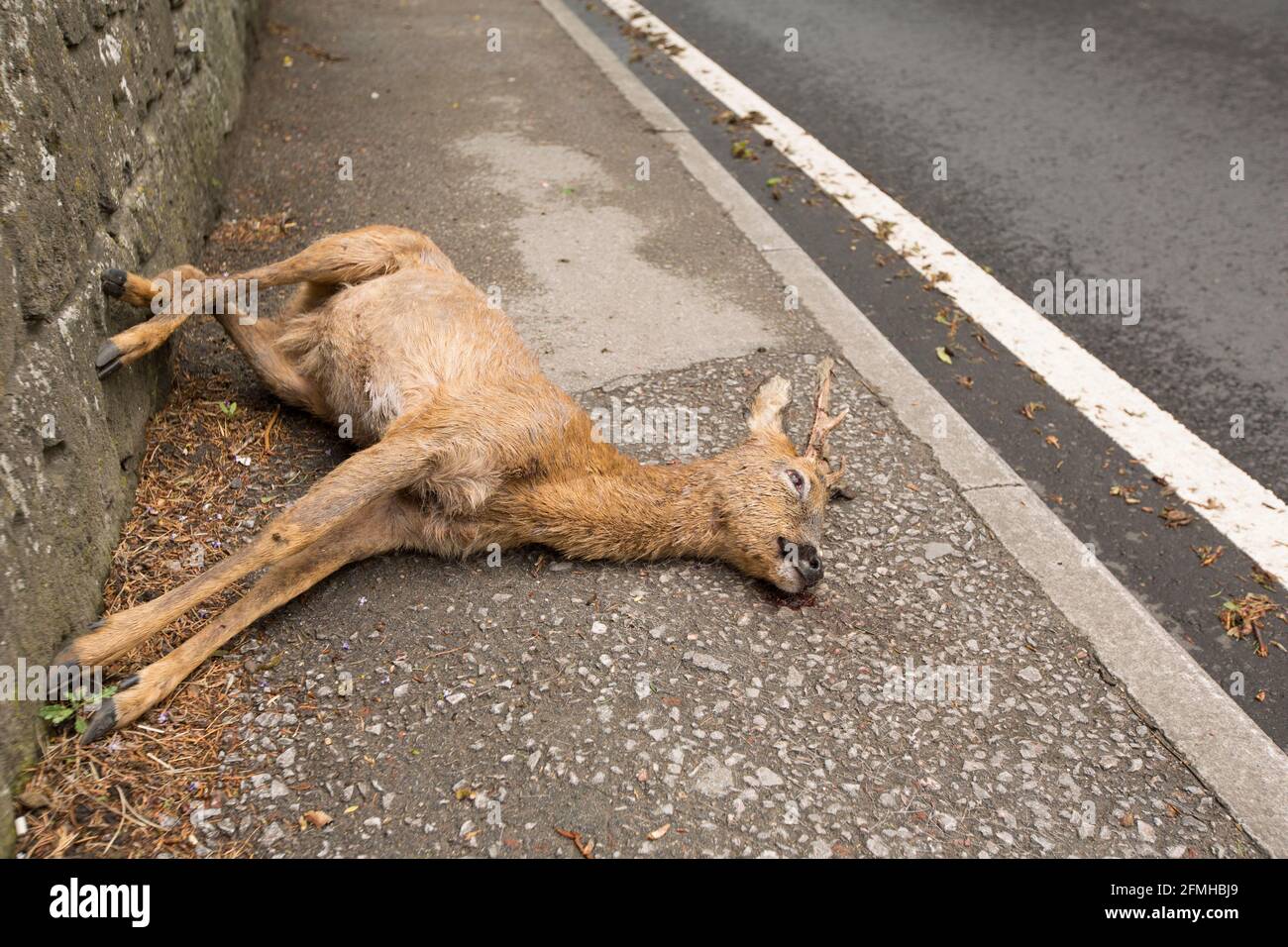 Un roebuck mort, Capreolus capreolus, couché sur une chaussée près d'un logement après avoir été frappé par un véhicule. Nord Dorset Angleterre GB Banque D'Images
