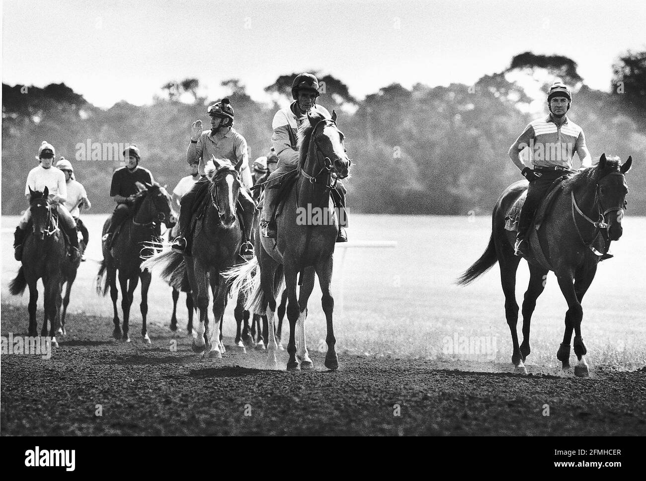 Les chevaux de course étant exercés par les lads et les lasses stables au début Gallops du matin à la base de Newmarket Banque D'Images