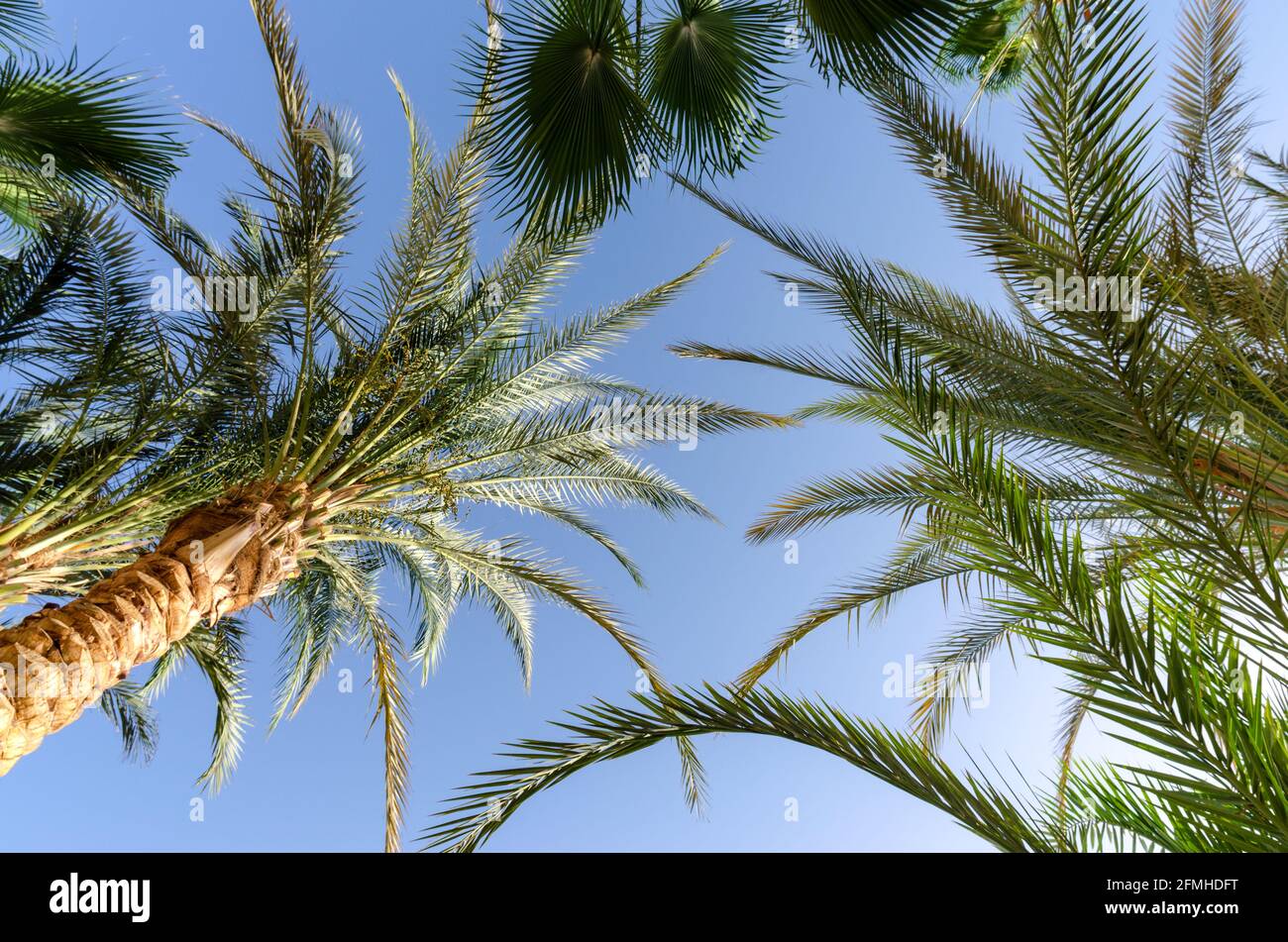 motif tropical haut motif palmiers sur fond blanc Banque D'Images