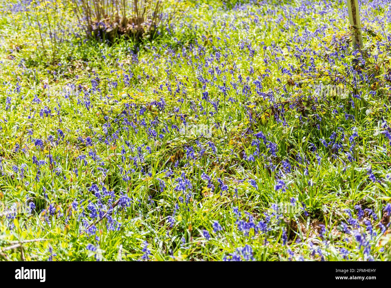 Colonies de jacinthe sauvage / bluebell anglais dans les bois Banque D'Images