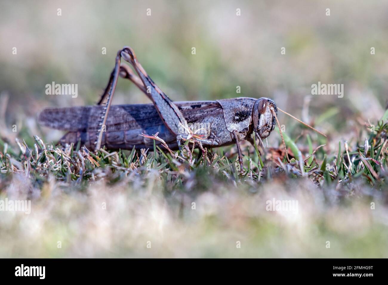 La sauterelle d'alerte se fond avec l'herbe du champ au début du printemps matin. Banque D'Images