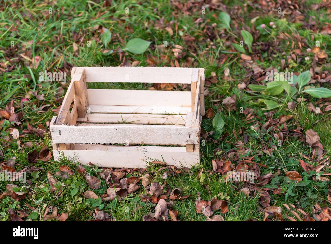 Une boîte en bois dans l'herbe avec des feuilles mortes. La boîte est prête pour la récolte. Banque D'Images