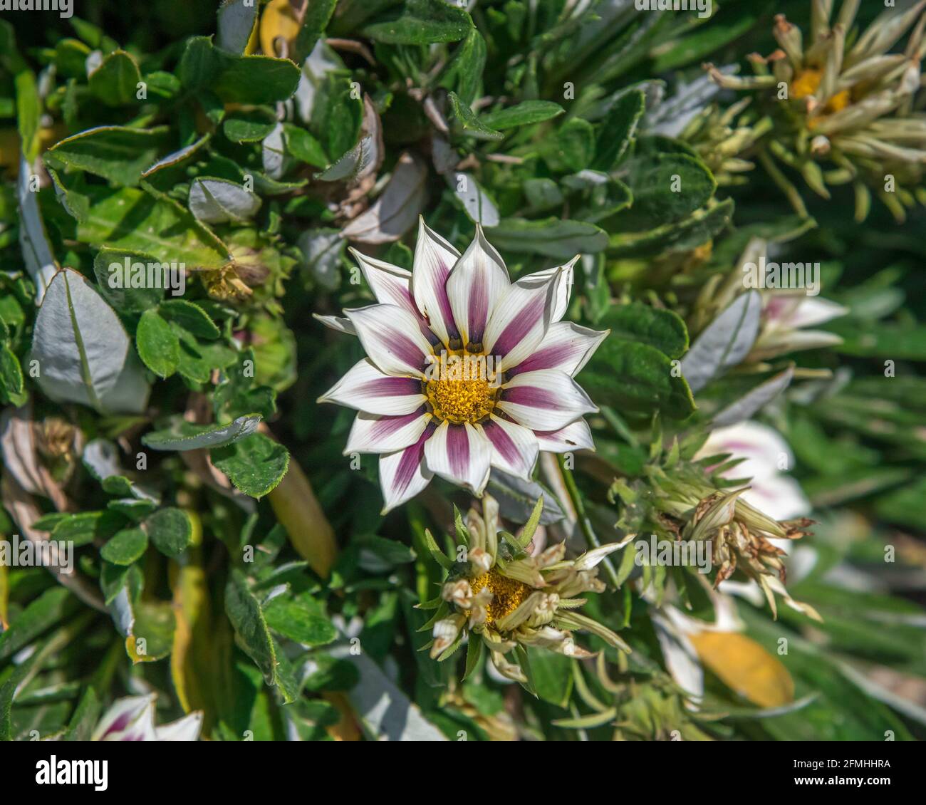 Gros plan d'une Gazania, plus communément connue sous le nom de fleur de Trésor. Banque D'Images
