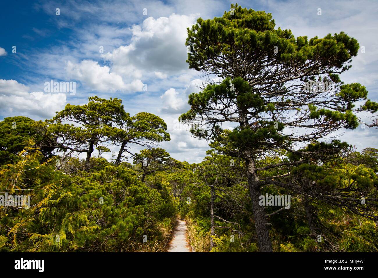 Une promenade en bois le long du réseau de randonnée Bog Trail près de Tofino, en Colombie-Britannique, dans le parc national Pacific Rim. Banque D'Images