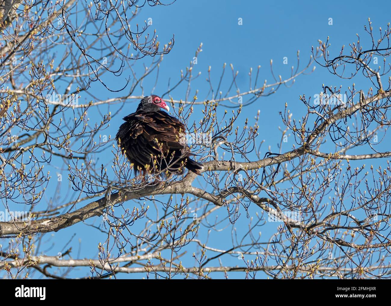 L'œil et le bec rouge vif contrastent fortement avec le plumage sombre d'un vautour de dinde qui perce dans un arbre au début du printemps, alors que les bourgeons commencent à fleurir. Banque D'Images