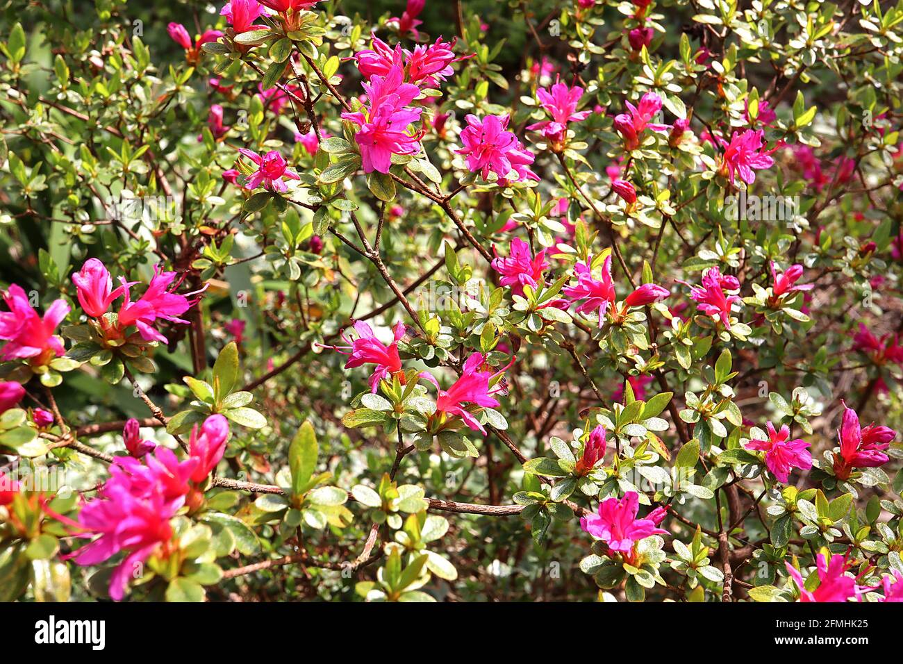 Azalea / Rhododendron myrtifolium Rhododendron kotschyi Sparse fleurs rose profondes et très petites feuilles, arbuste à faible croissance, mai, Angleterre, Royaume-Uni Banque D'Images