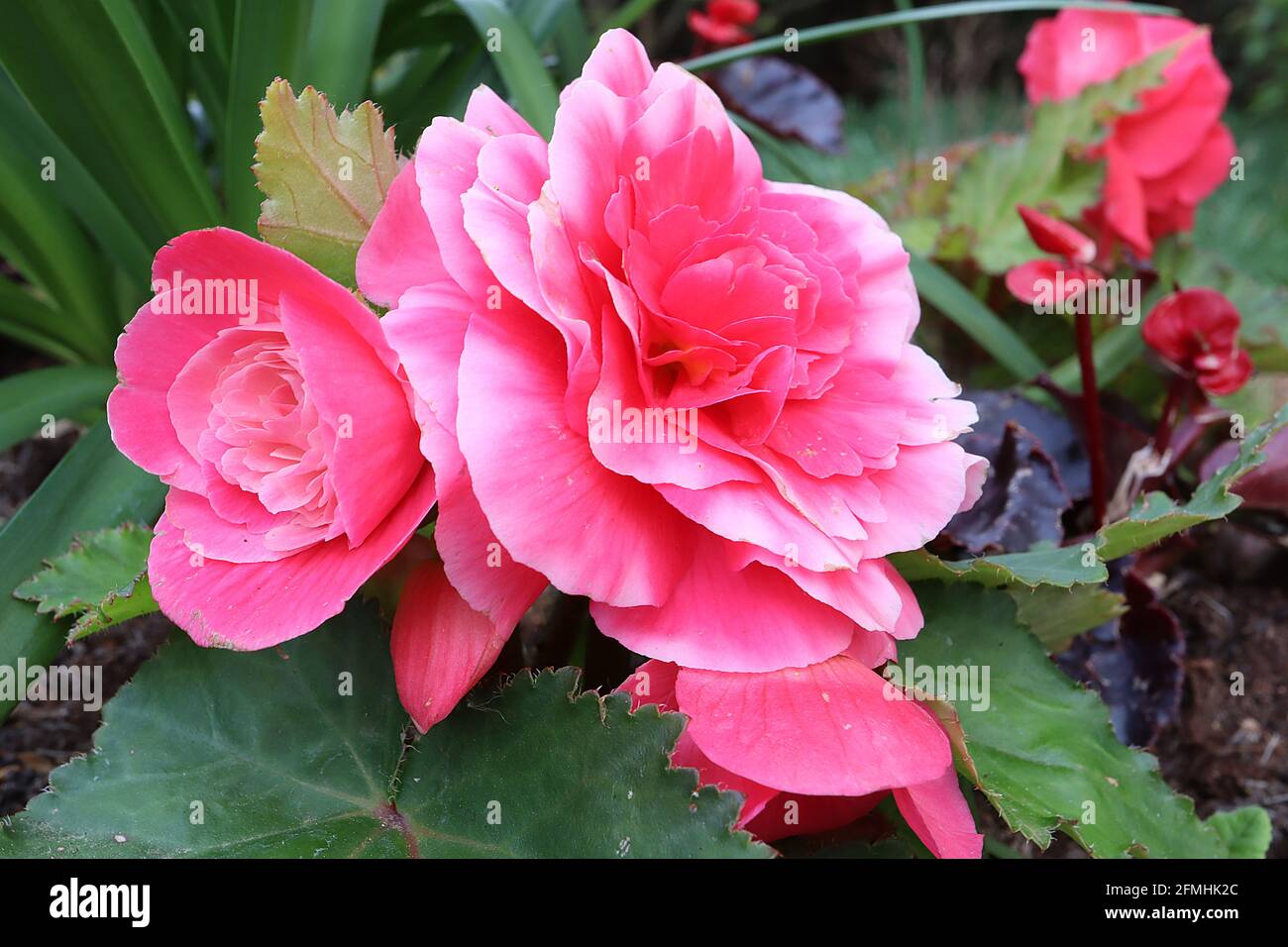 Begonia ‘Rose Roseform’ fleurs rose profondes en forme de roseform, mai, Angleterre, Royaume-Uni Banque D'Images
