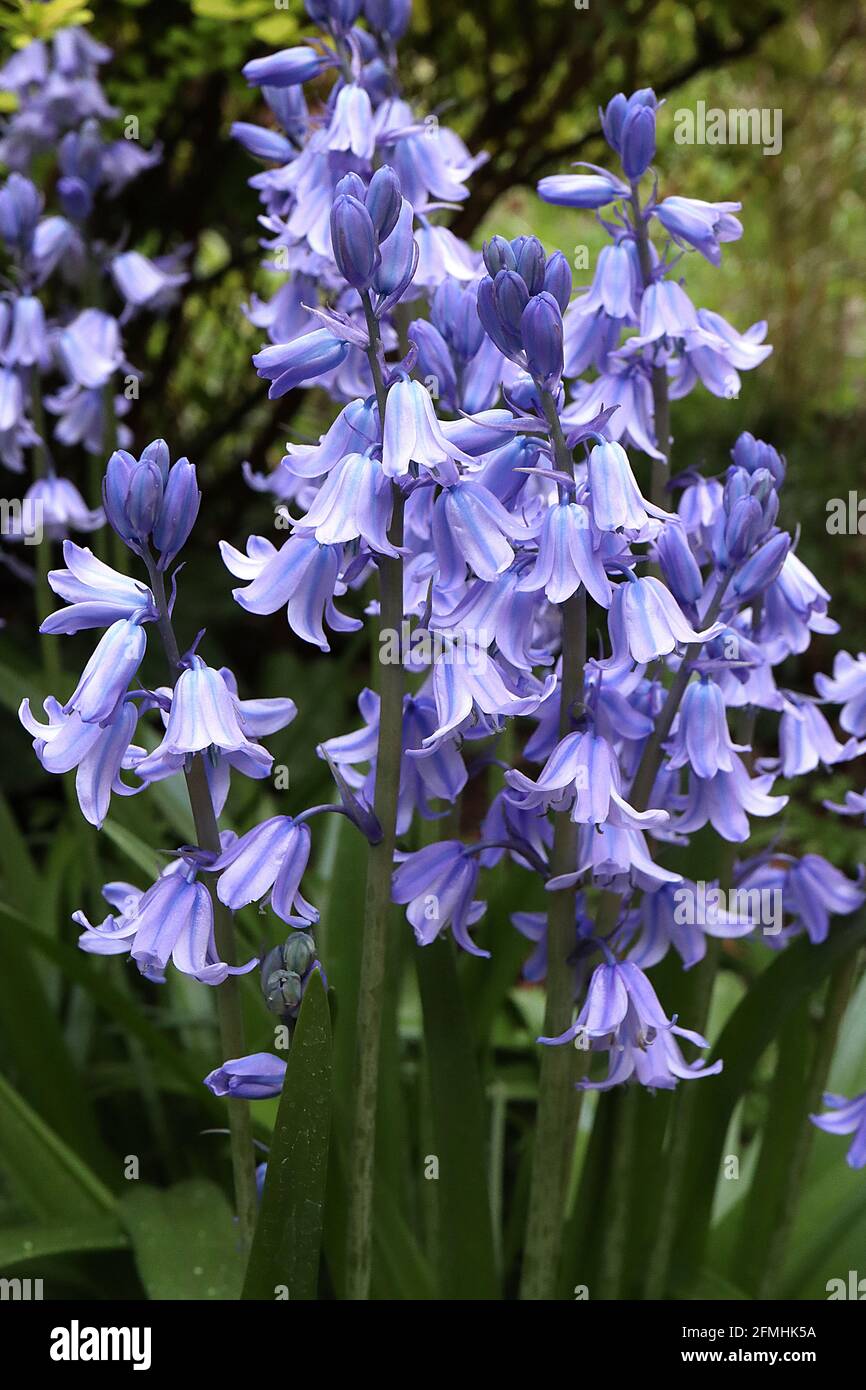 Jacinthoides hispanica «Excelsior» cloches espagnoles – fleurs en forme de cloche mauve pâle à rayures bleues, mai, Angleterre, Royaume-Uni Banque D'Images