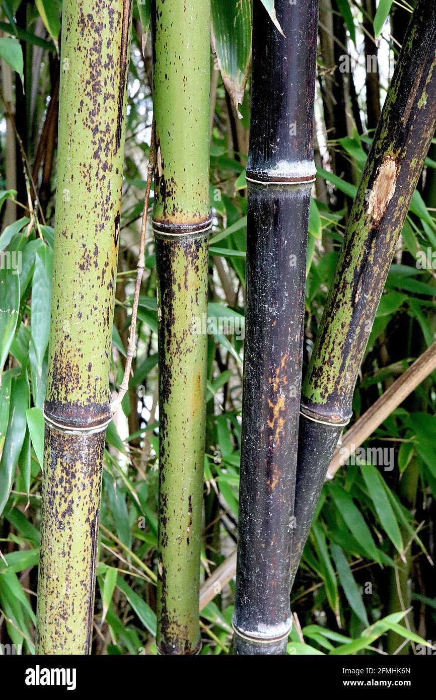 Phyllostachys nigra bambou noir – jeunes, verts et matures Cannes en bambou noir, mai, Angleterre, Royaume-Uni Banque D'Images