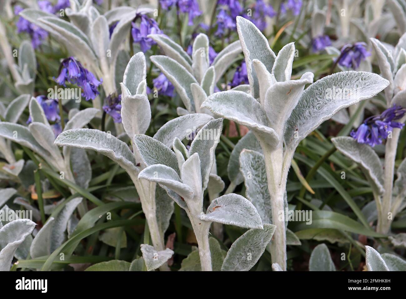 Stachys byzantina ‘Silver Carpet’ oreille d’agneau – feuilles grises douces et épaisses en laine d’argent, mai, Angleterre, Royaume-Uni Banque D'Images