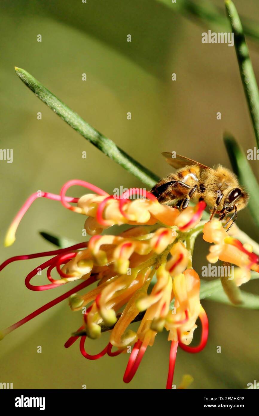 Abeille occidentale (API mellifera) collectant le nectar de la fleur de Grevillea, Australie méridionale Banque D'Images