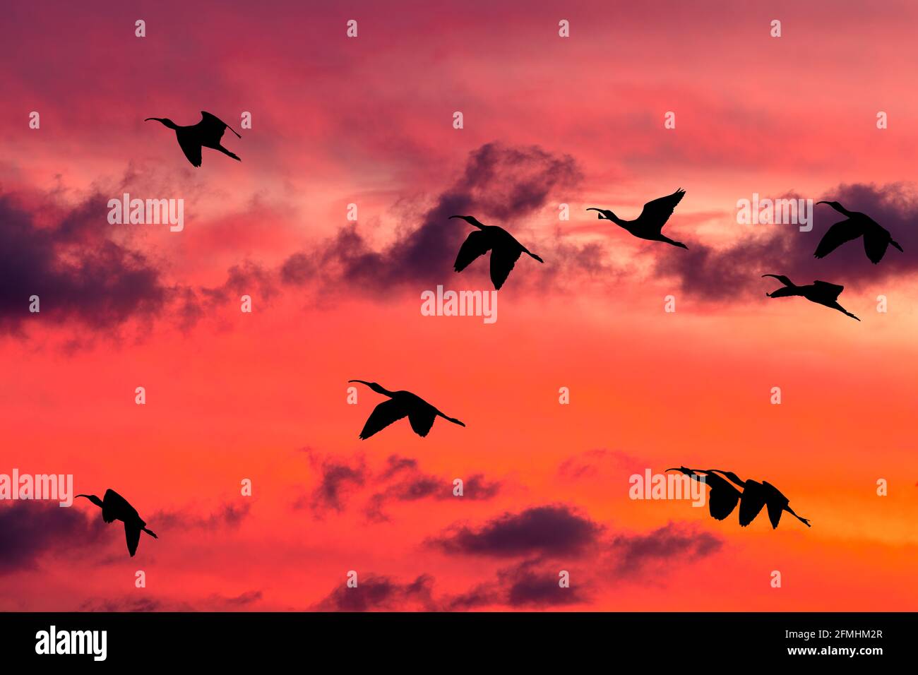Une Flock OF Birds est en vol dans le nuage vibrant Ciel de coucher de soleil rempli Banque D'Images