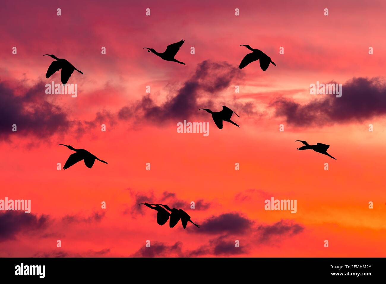 Une Flock OF Birds est en vol dans le nuage vibrant Ciel de coucher de soleil rempli Banque D'Images