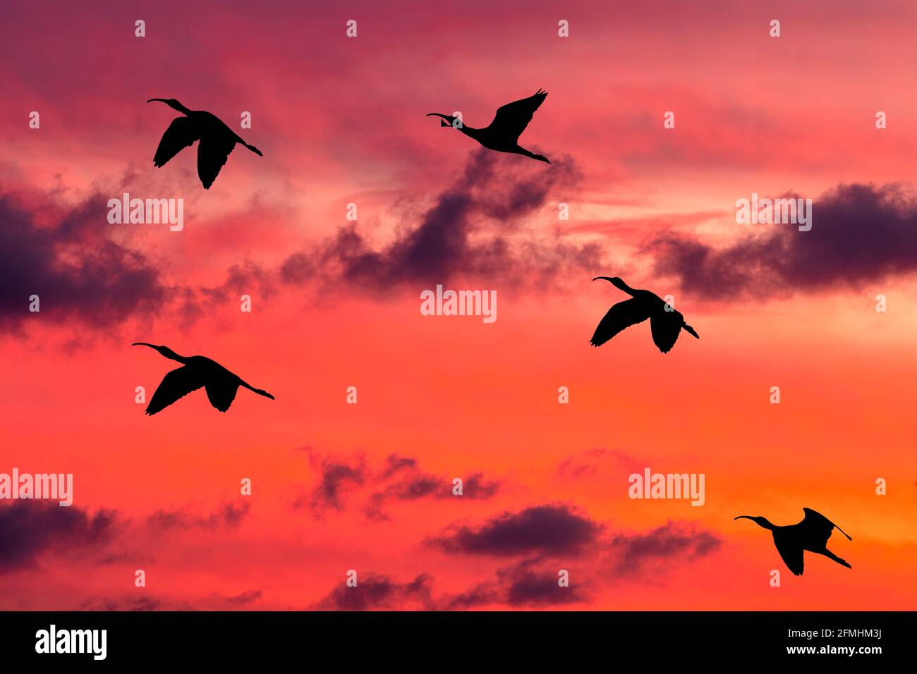 Une Flock OF Birds est en vol dans le nuage vibrant Ciel de coucher de soleil rempli Banque D'Images