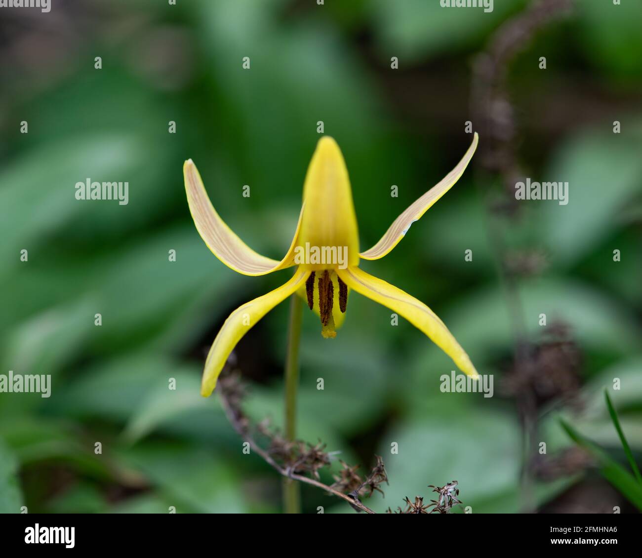 Une fleur de lys de truite jaune, Erythronium americanum, qui grandit dans les montagnes Adirondack, dans la nature sauvage de NY au début du printemps. Banque D'Images
