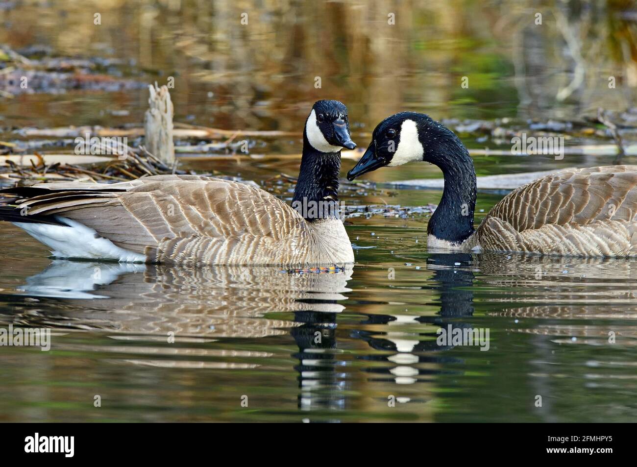 Une paire de Bernaches du Canada, Branta canadensis, nageant dans une région de marais dans les régions rurales de l'Alberta au Canada Banque D'Images