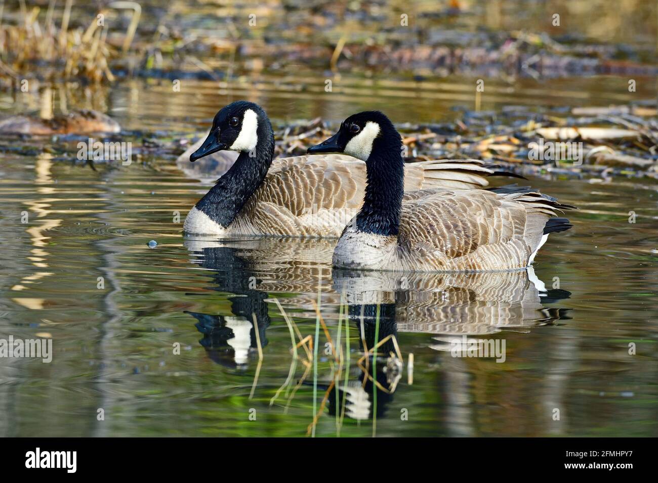 Une paire de Bernaches du Canada, Branta canadensis, nageant dans une région de marais dans les régions rurales de l'Alberta au Canada Banque D'Images