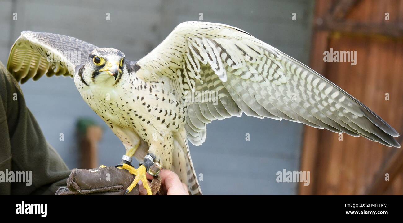 08 mai 2021, Saxe-Anhalt, Wörlitz: Bien qu'aucun spectacle aérien ne soit actuellement autorisé en raison de la pandémie, Lanner falcon Lena doit suivre chaque jour son entraînement avec falconer Jim Ohle dans le parc Wörlitz. Le faucon de six ans est l'un des 16 oiseaux de proie qui doivent maintenir leur routine pour les performances et n'ont aucune interruption. Le charpentier formé a fait de son passe-temps une profession depuis 15 ans et espère maintenant avec ses aigles, vautours, bourdonnards, faucons et hiboux bientôt aux ouvertures pour ses spectacles aériens. Photo: Waltraud Grubitzsch/dpa-Zentralbild Banque D'Images