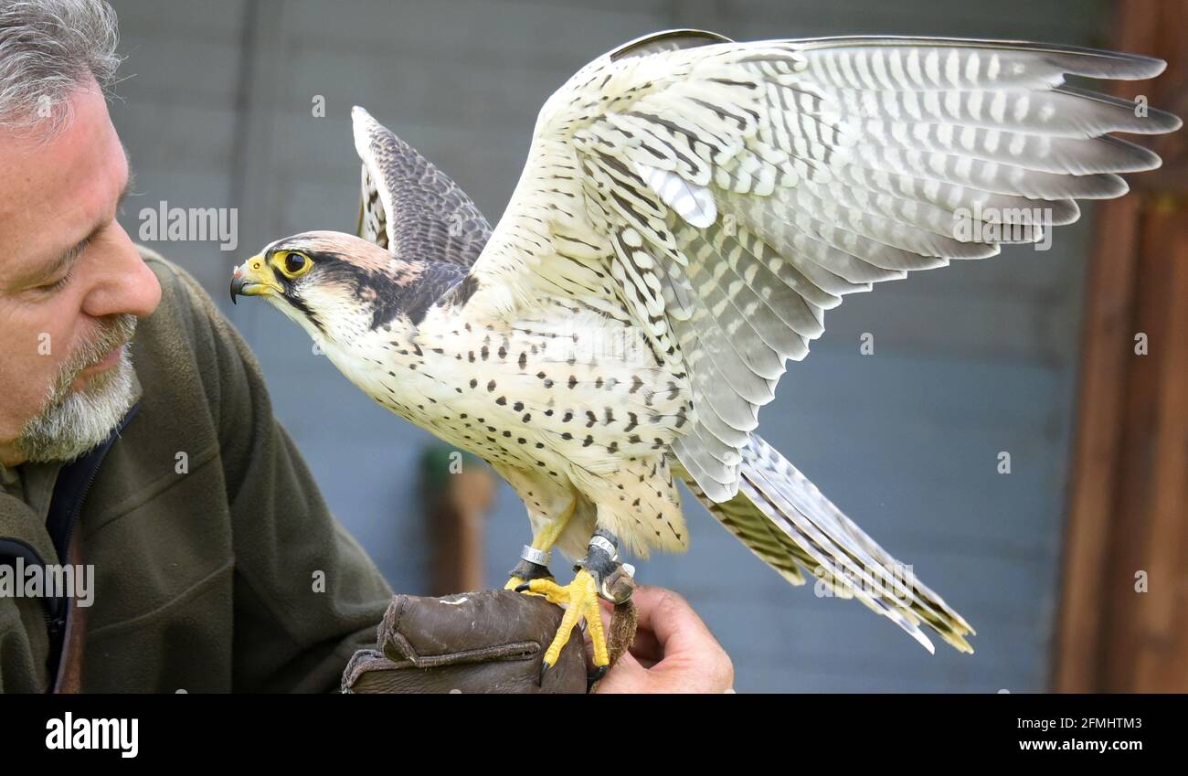 08 mai 2021, Saxe-Anhalt, Wörlitz: Bien qu'aucun spectacle aérien ne soit actuellement autorisé en raison de la pandémie, Lanner falcon Lena doit suivre chaque jour son entraînement avec falconer Jim Ohle dans le parc Wörlitz. Le faucon de six ans est l'un des 16 oiseaux de proie qui doivent maintenir leur routine pour les performances et n'ont aucune interruption. Le charpentier formé a fait de son passe-temps une profession depuis 15 ans et espère maintenant avec ses aigles, vautours, bourdonnards, faucons et hiboux bientôt aux ouvertures pour ses spectacles aériens. Photo: Waltraud Grubitzsch/dpa-Zentralbild Banque D'Images
