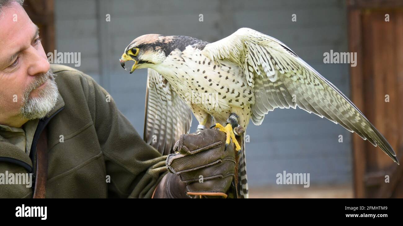 08 mai 2021, Saxe-Anhalt, Wörlitz: Bien qu'aucun spectacle aérien ne soit actuellement autorisé en raison de la pandémie, Lanner falcon Lena doit suivre chaque jour son entraînement avec falconer Jim Ohle dans le parc Wörlitz. Le faucon de six ans est l'un des 16 oiseaux de proie qui doivent maintenir leur routine pour les performances et n'ont aucune interruption. Le charpentier formé a fait de son passe-temps une profession depuis 15 ans et espère maintenant avec ses aigles, vautours, bourdonnards, faucons et hiboux bientôt aux ouvertures pour ses spectacles aériens. Photo: Waltraud Grubitzsch/dpa-Zentralbild Banque D'Images