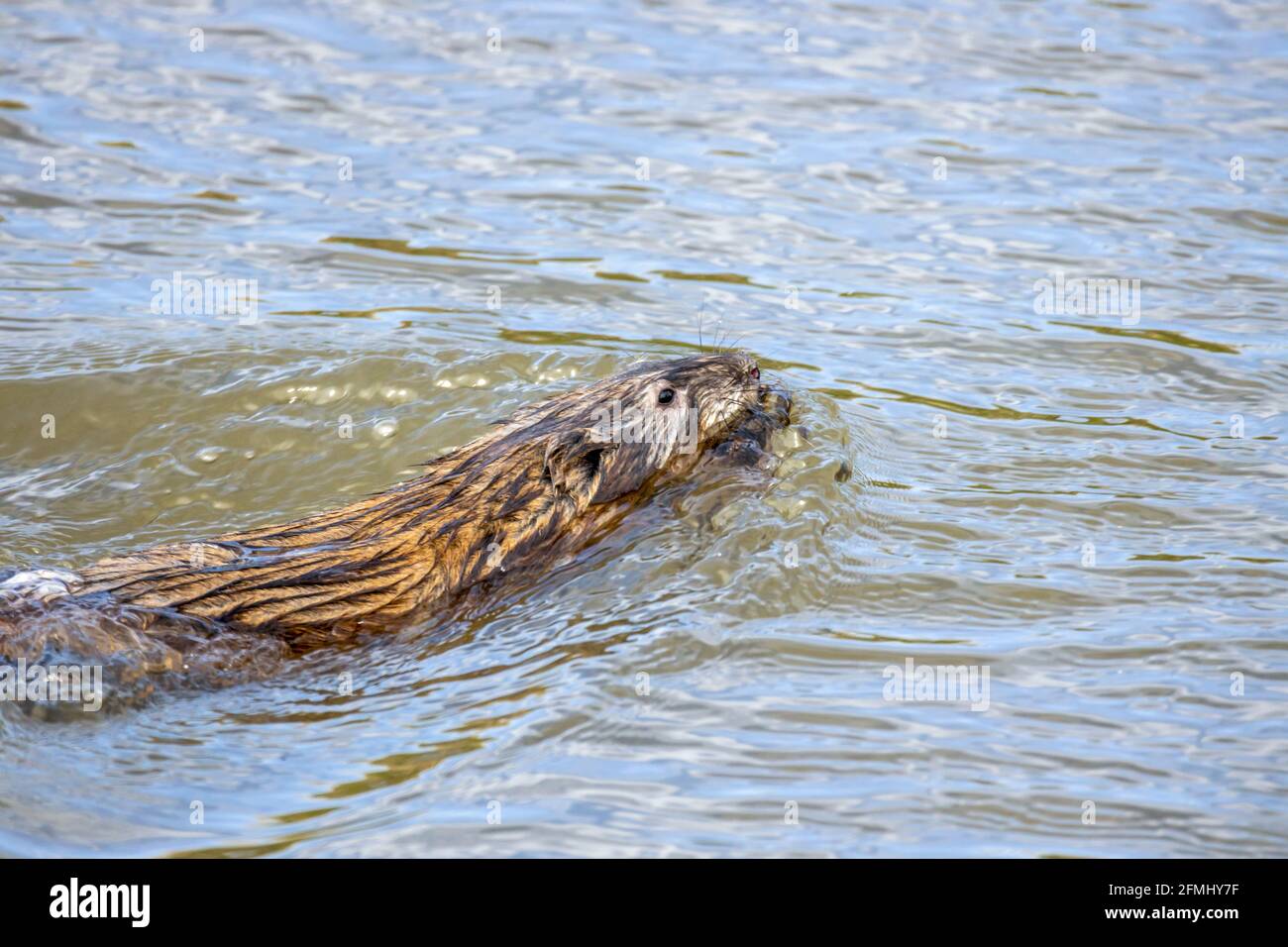 Une loutre nageant dans l'eau dans le parc national de Barr Lake, Brighton, Colorado Banque D'Images