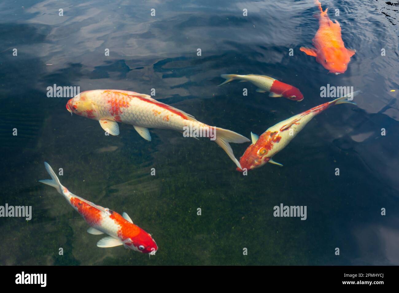 Groupe de poissons de carpe de Koi fantaisie nageant autour de l'étang Banque D'Images
