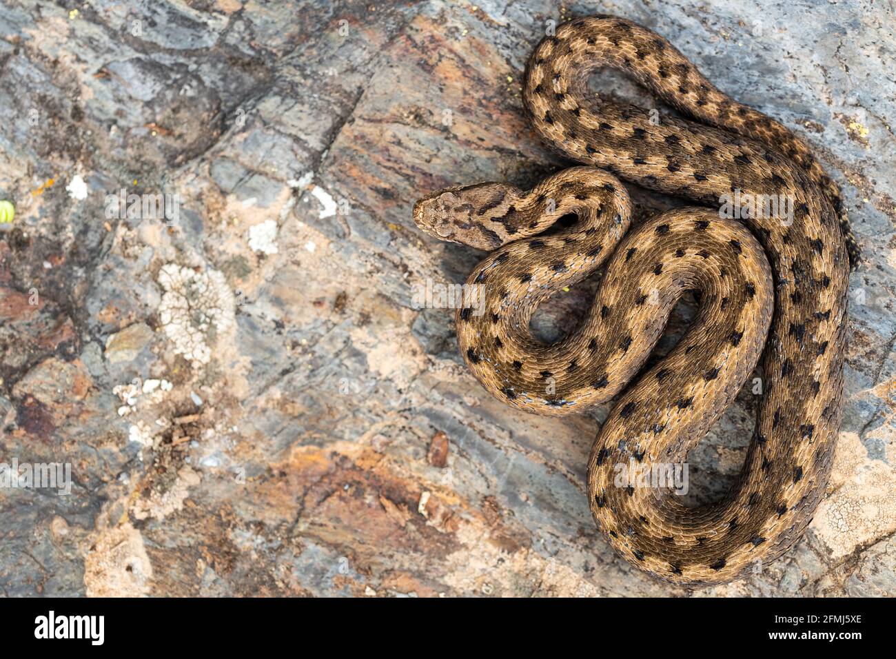 Vue de dessus de l'ASP Vipera aspis sur le rocher naturel arrière-plan Banque D'Images