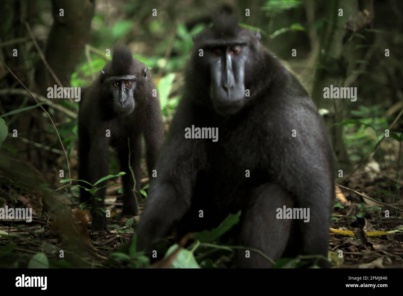 Un jeune Sulawesi créa un maque noir au premier plan d'un individu plus âgé dans la réserve naturelle de Tangkoko, au nord de Sulawesi, en Indonésie. D'après les données recueillies à partir d'une série de tests de trois macaques à crête adultes en captivité, les primatologues ont révélé que les macaques noirs à crête de Sulawesi sont sensibles au statut social d'autres personnes. Un macaque dégoûté « a tendance à prendre plus de temps pour répondre lorsqu'il regarde des visages de personnes de haut rang peu familières », a déclaré le rapport. Banque D'Images